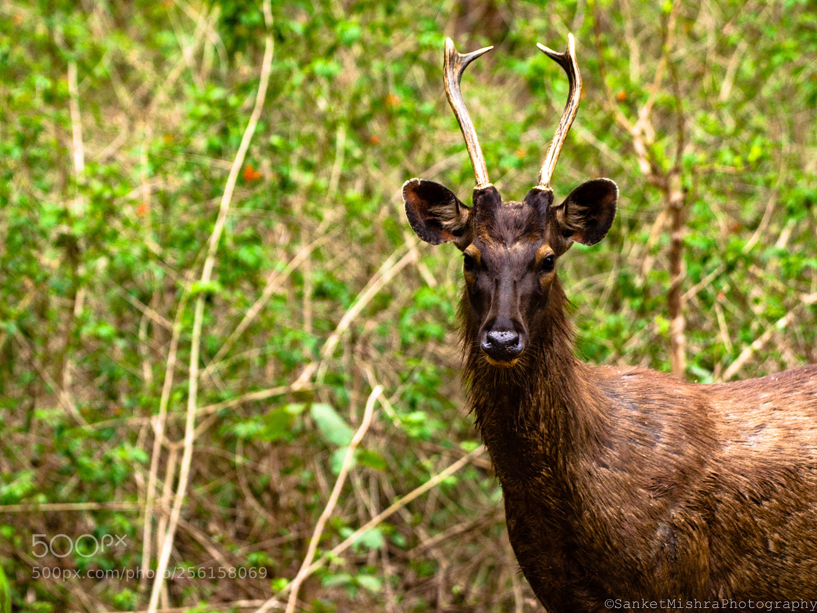 Nikon D5100 sample photo. The samber deer photography