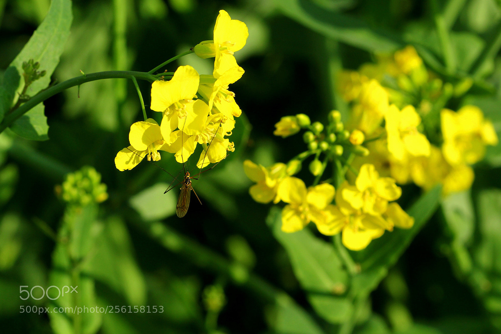 Canon EOS 60D sample photo. Yellow and green  photography