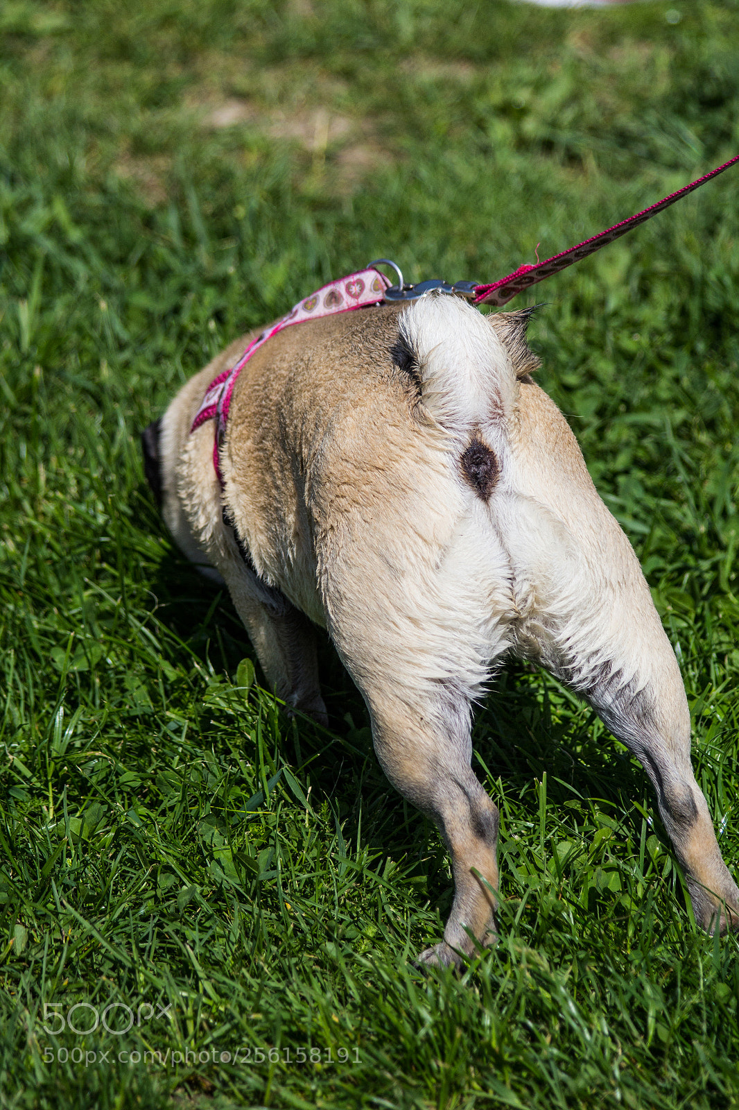 Canon EOS 60D sample photo. Pug at pug-race photography