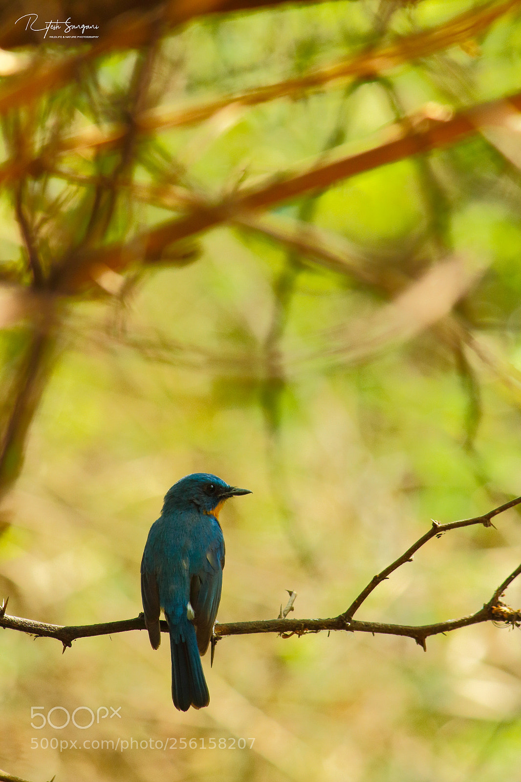 Canon EOS 700D (EOS Rebel T5i / EOS Kiss X7i) sample photo. Tickell's blue flycatcher....! photography