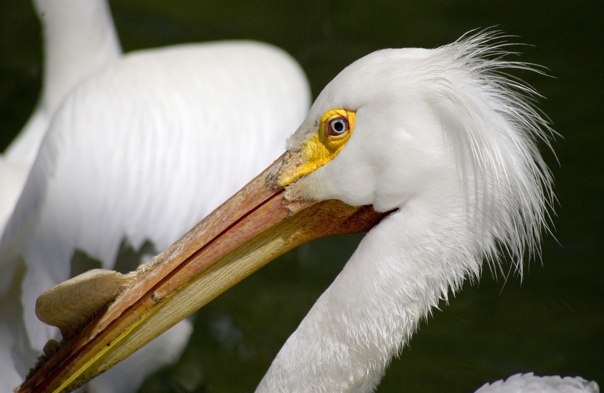 Canon EOS-1D Mark II sample photo. American white pelican photography