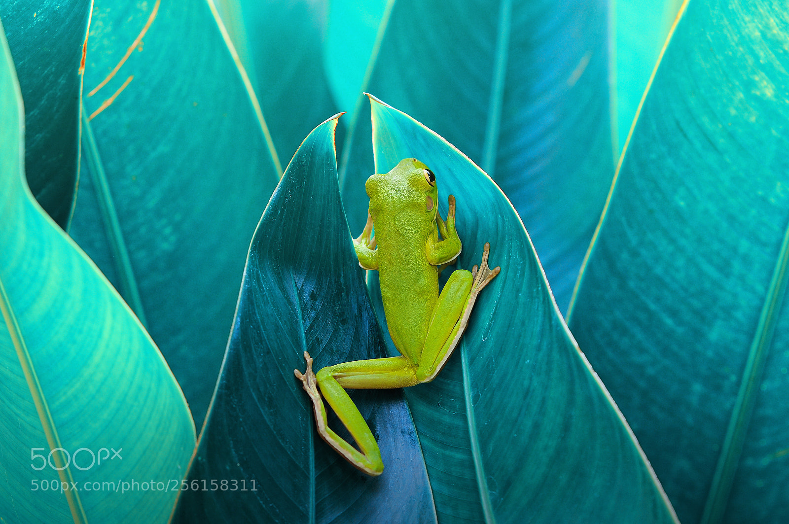 Nikon D90 sample photo. Frog in between leaf photography