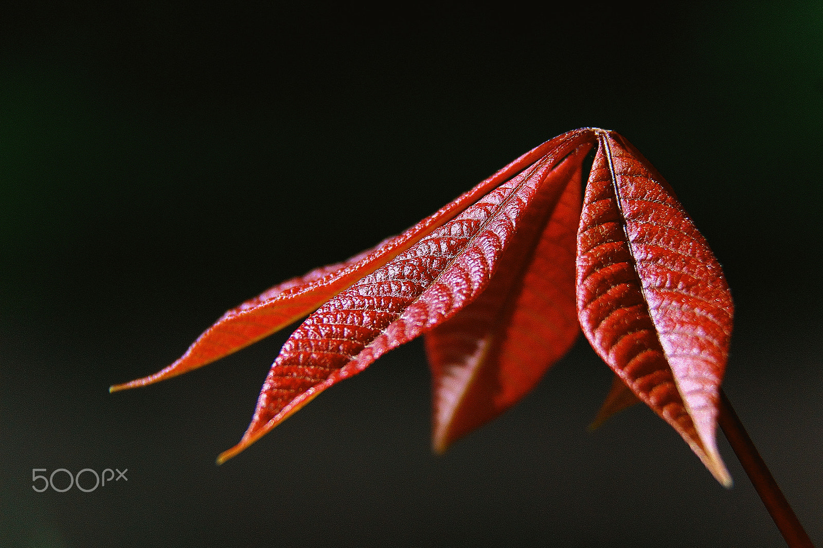 Canon EF-S 18-200mm F3.5-5.6 IS sample photo. Aesculus indica photography