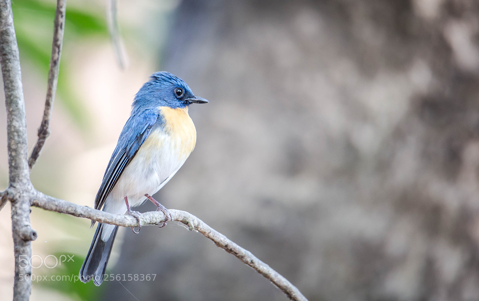 Canon EOS 6D sample photo. Tickell's blue flycatcher photography