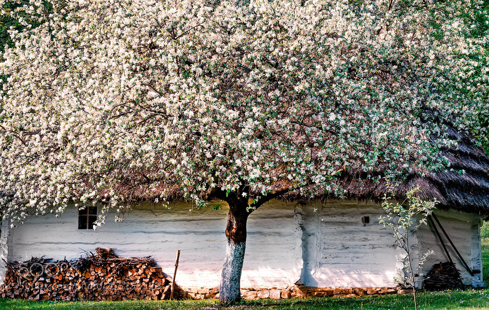 Nikon D300 sample photo. Trees like spring photography
