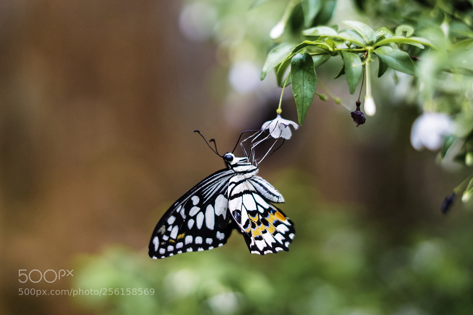 Sony a6000 sample photo. Butterfly photography