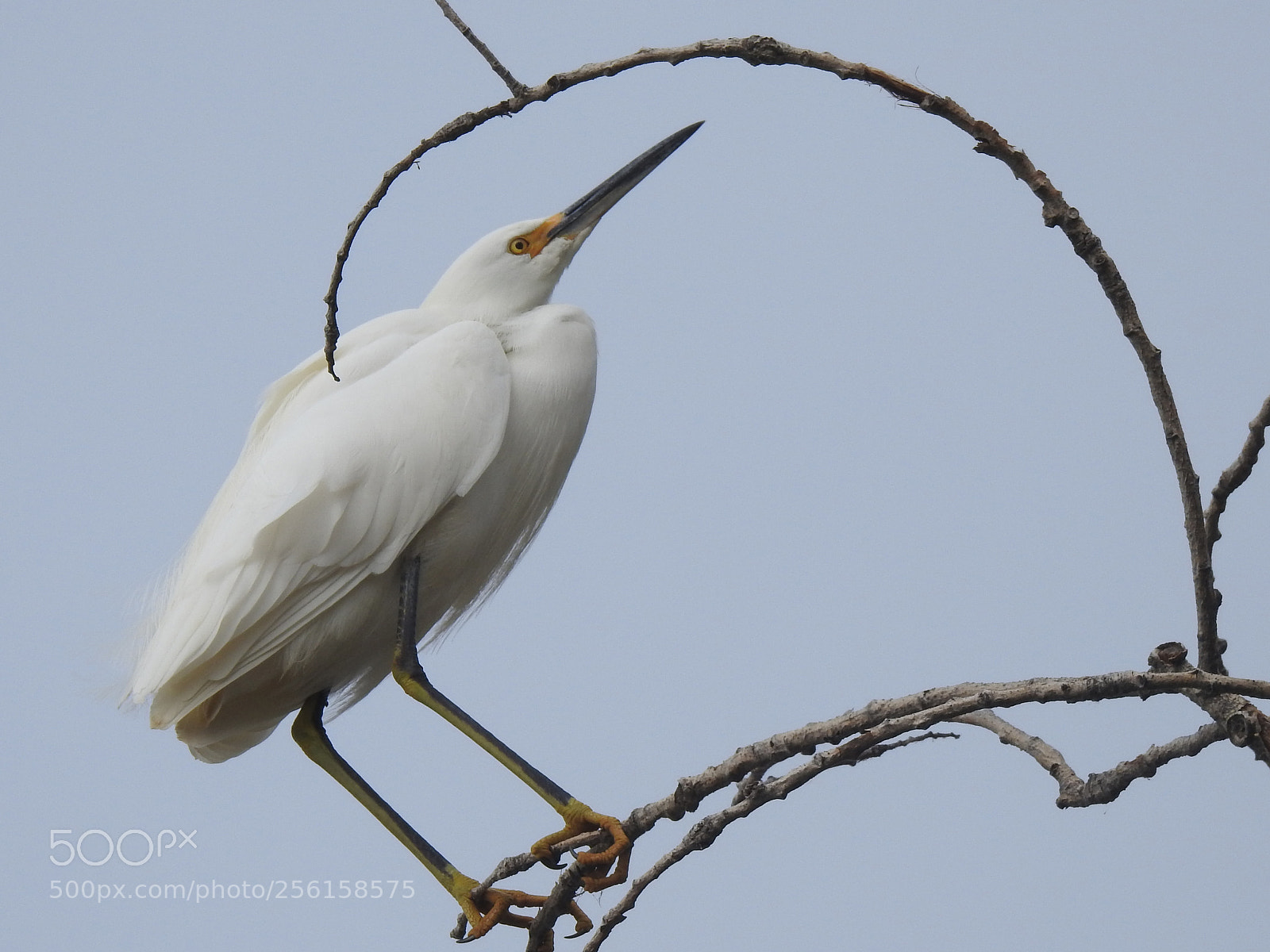 Nikon Coolpix P900 sample photo. Egret in tree snwr photography