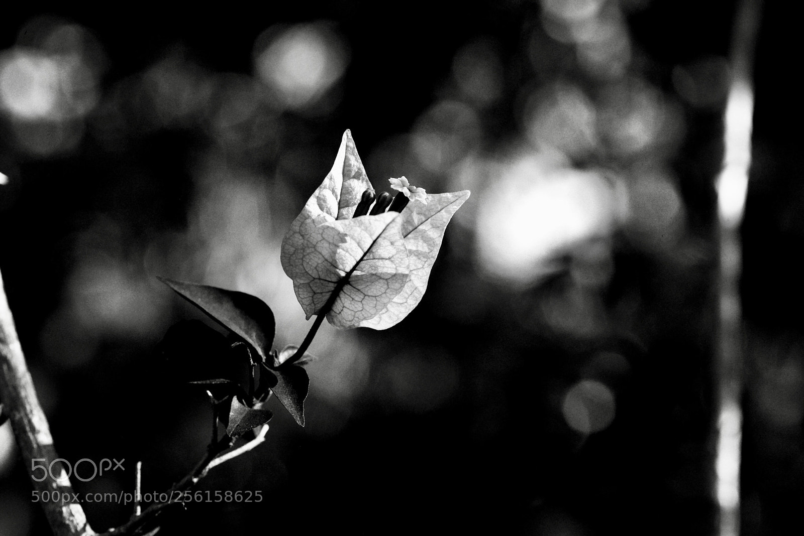 Nikon D800 sample photo. 《the charm of light.》 photography