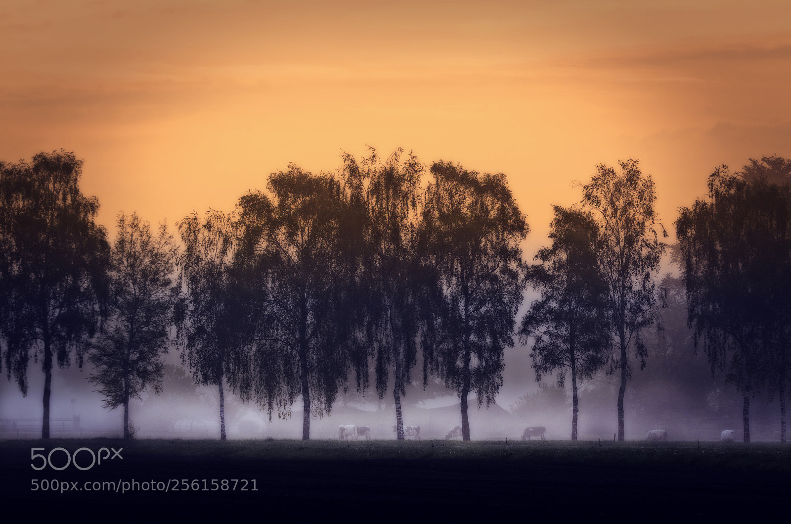 Canon EOS 7D Mark II sample photo. Spring morning in the photography