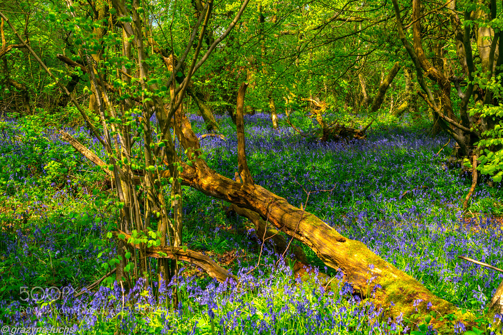 Nikon D3300 sample photo. Spring in reigate hill photography