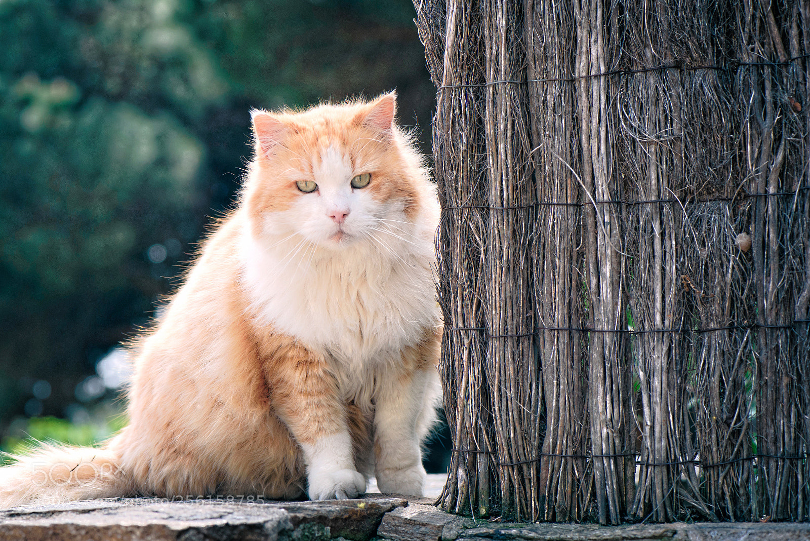 Nikon D750 sample photo. Kitty photography