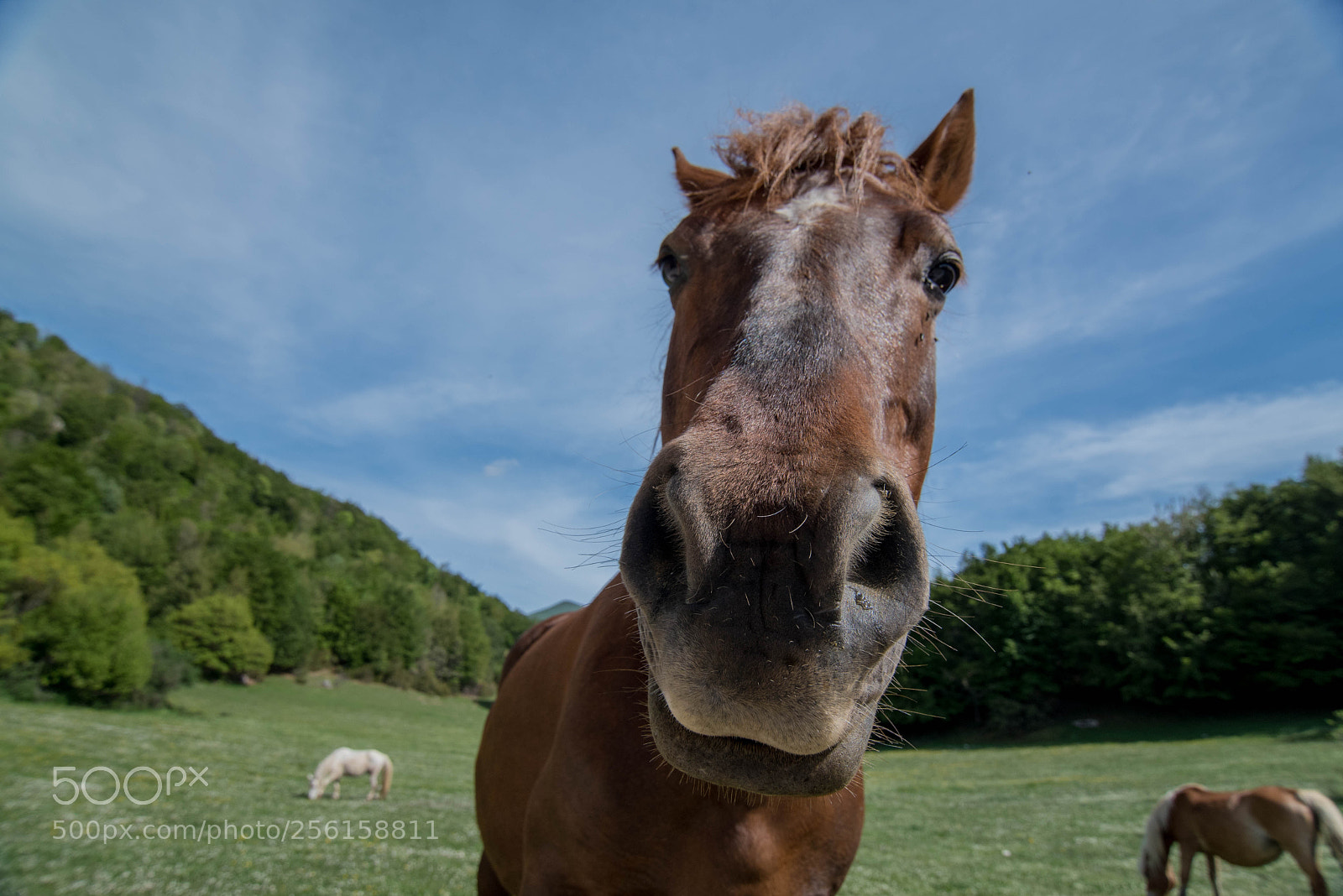 Nikon D750 sample photo. Curious horse 2 photography