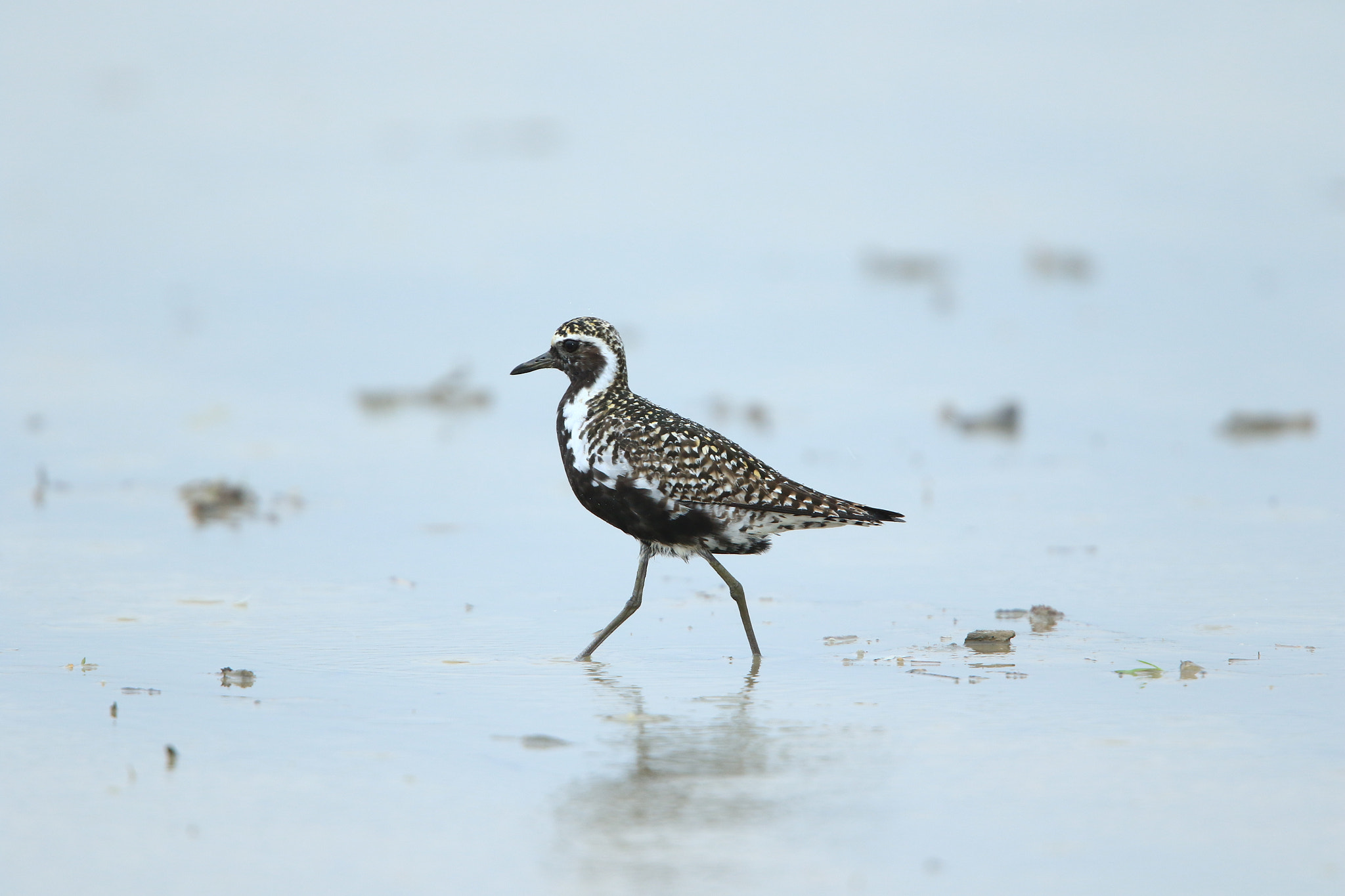 Canon EOS 7D Mark II + Canon EF 400mm F2.8L IS USM sample photo. ムナグロ  pacific golden plover photography