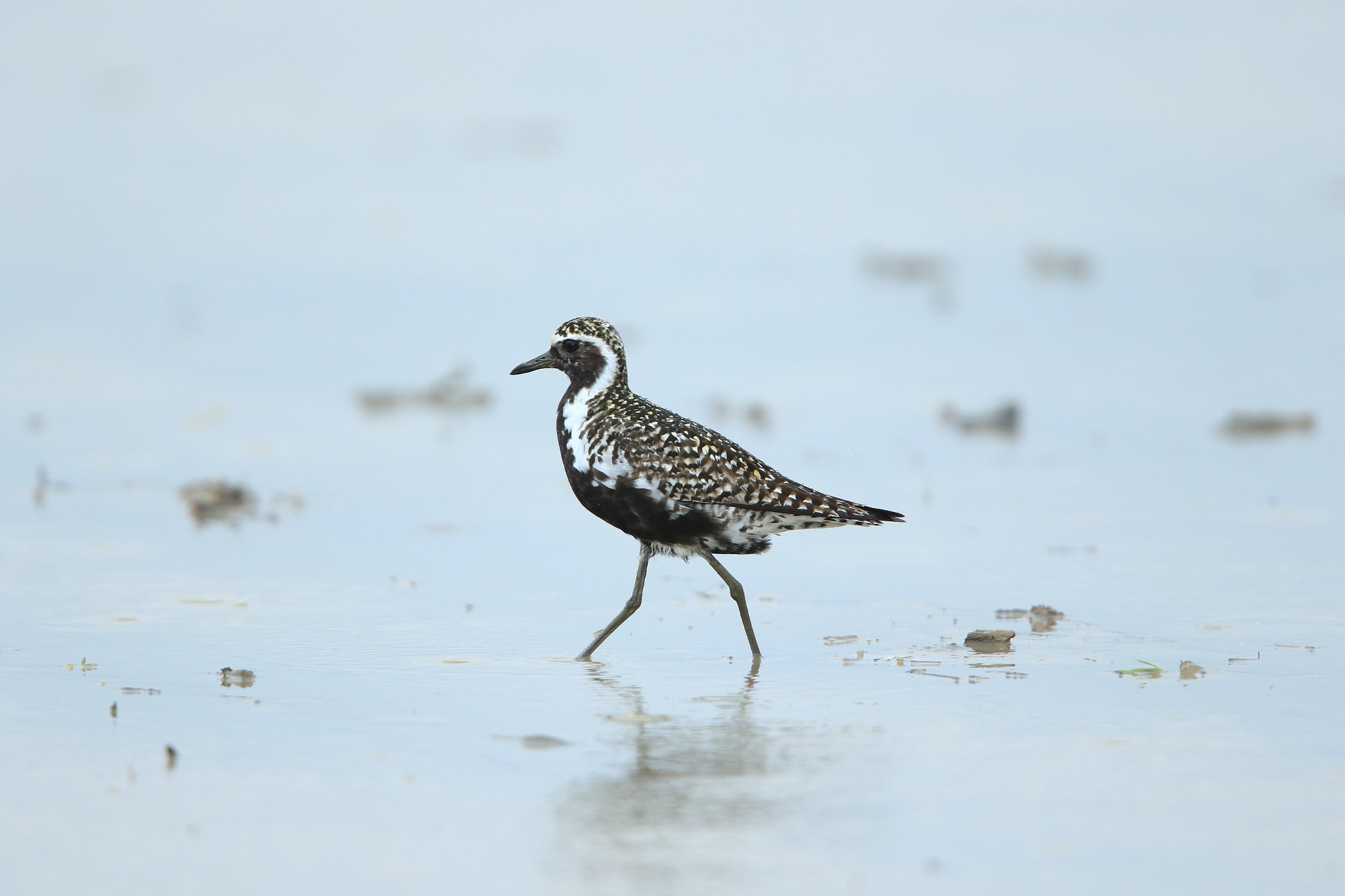 Canon EF 400mm F2.8L IS USM sample photo. ムナグロ  pacific golden plover photography