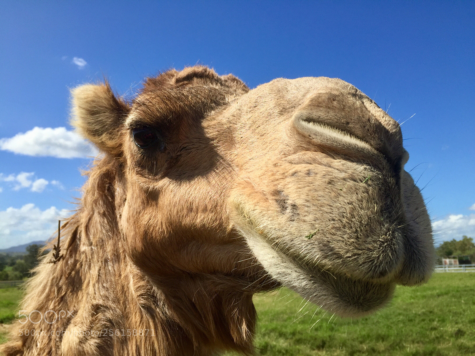 Apple iPhone 6 sample photo. Say “cheese” photography