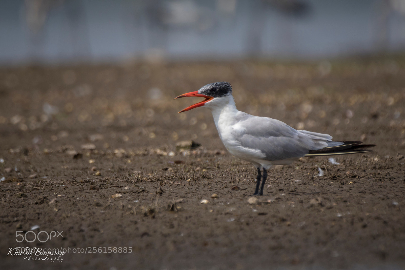 Canon EOS 7D Mark II sample photo. Caspian tern photography