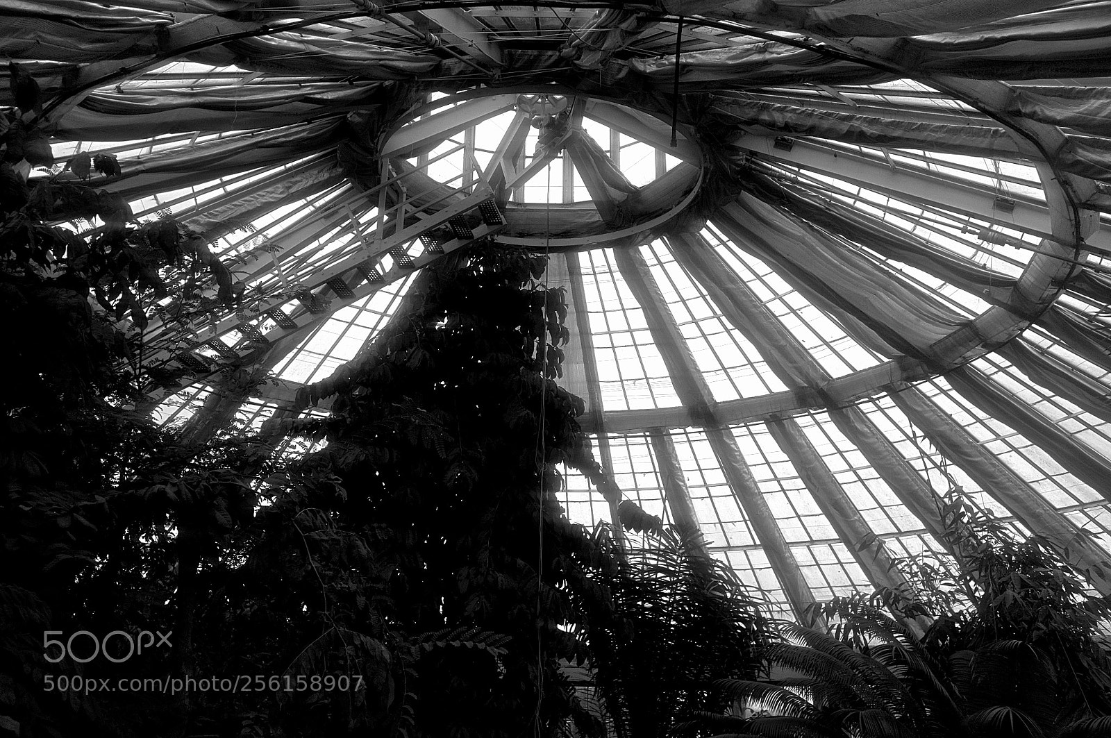Fujifilm FinePix X100 sample photo. Botanical breathing space photography