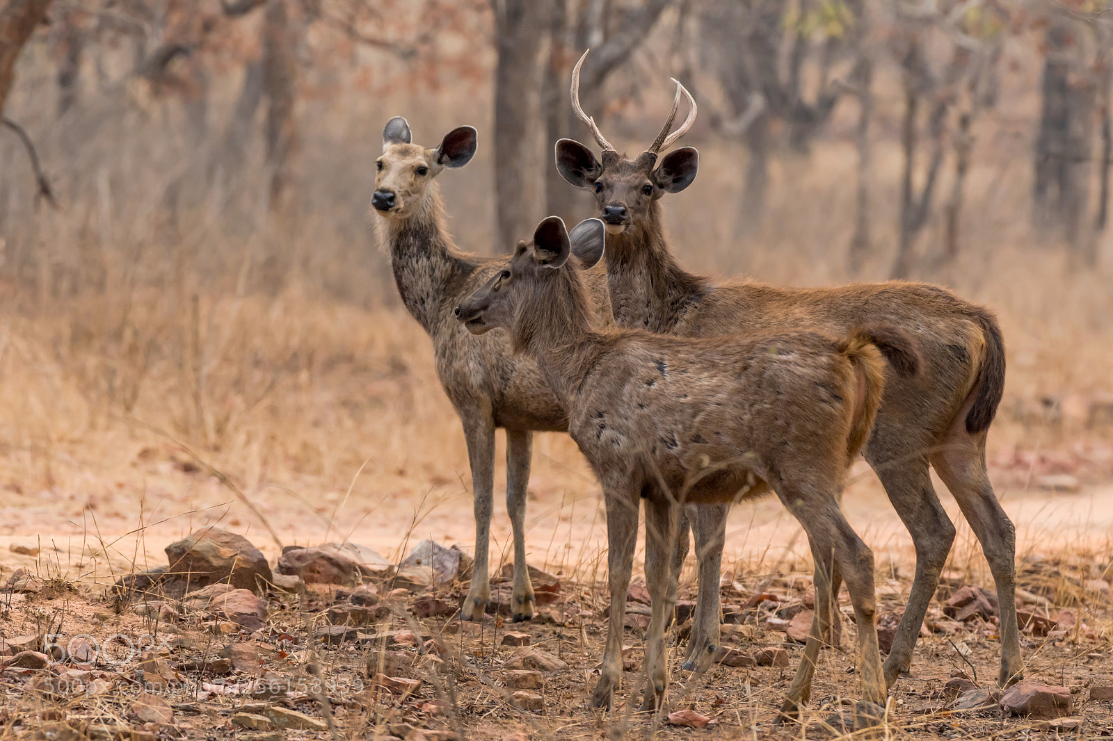 Nikon D500 sample photo. Family time ( sambar deer ) photography