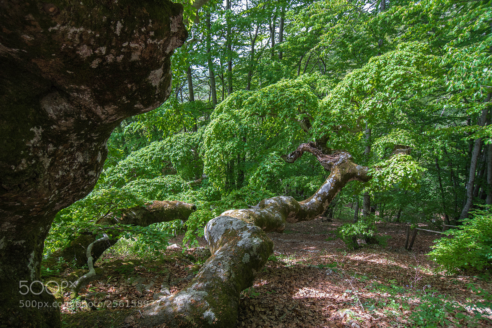 Nikon D750 sample photo. Centenary beech of san photography