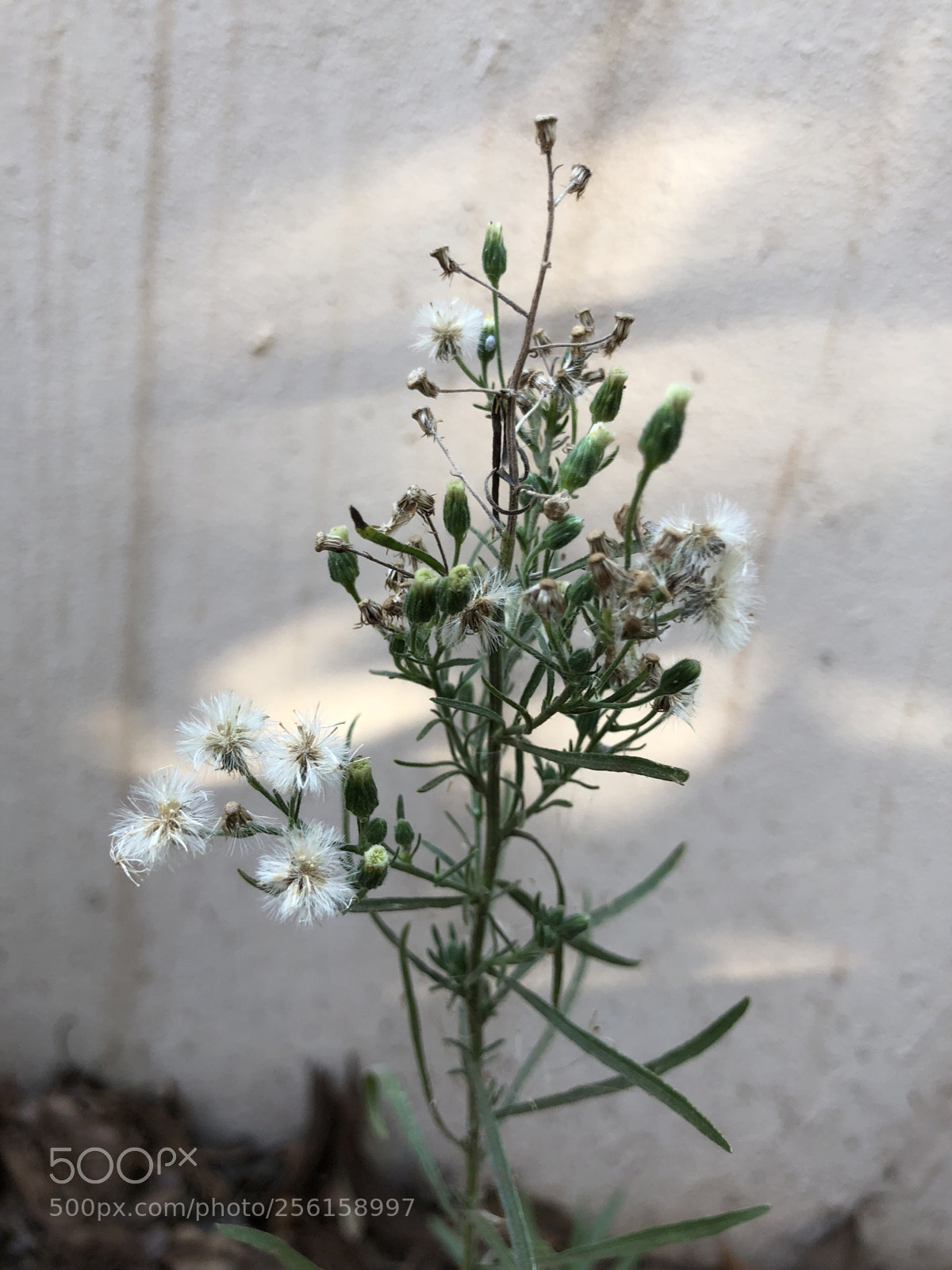 Apple iPhone X sample photo. Floral  photography