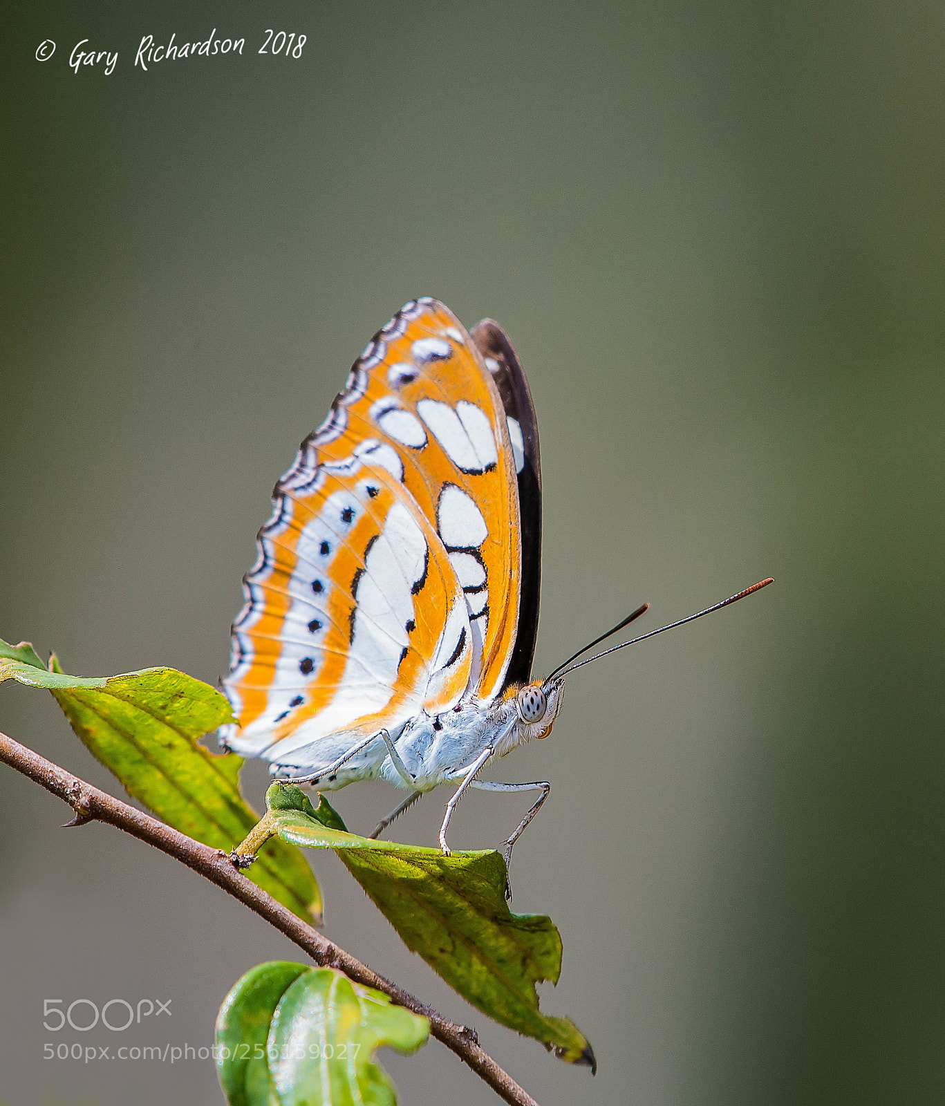 Nikon D500 sample photo. Common sergeant khao yai photography
