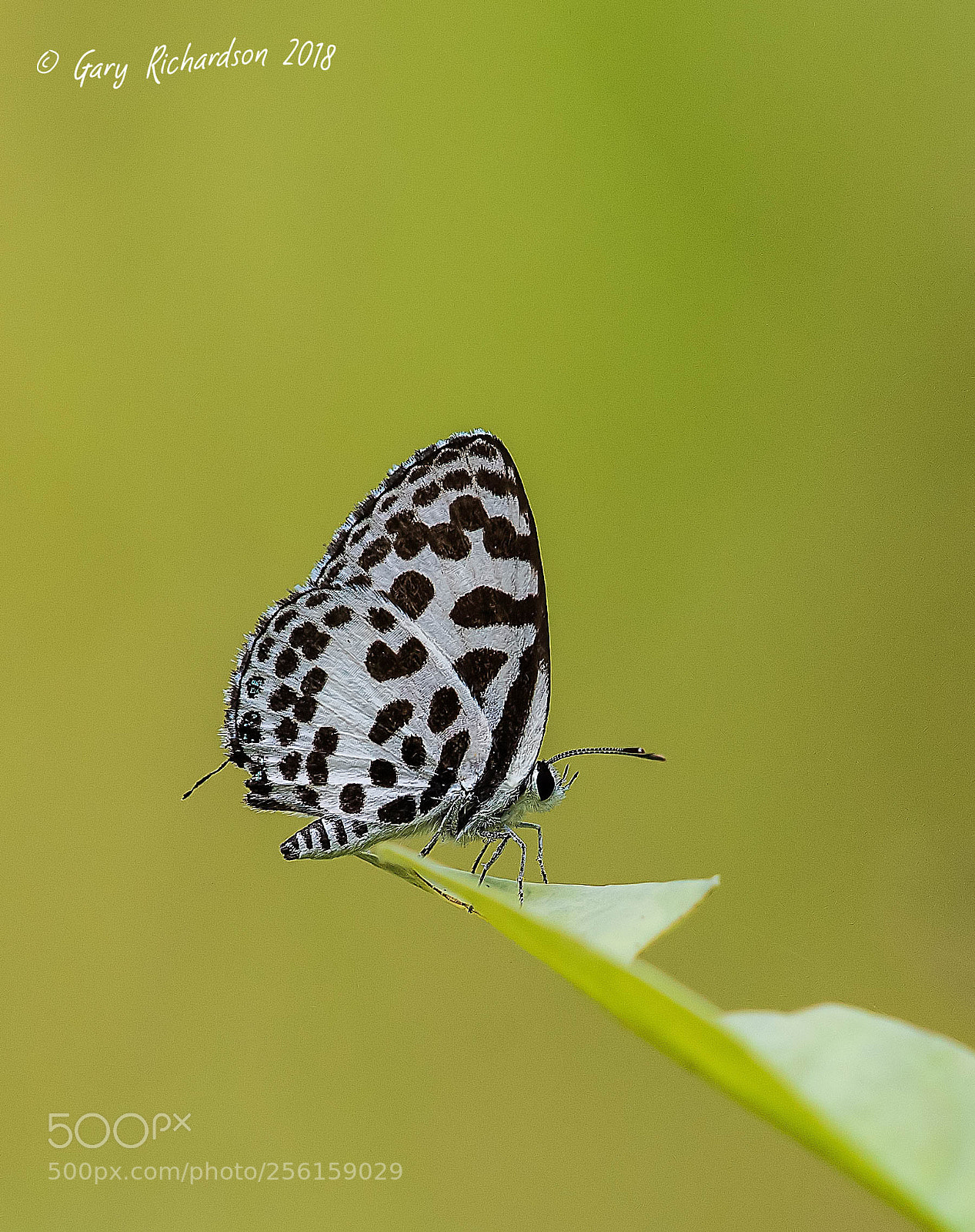 Nikon D500 sample photo. Common pierrot koh chang photography