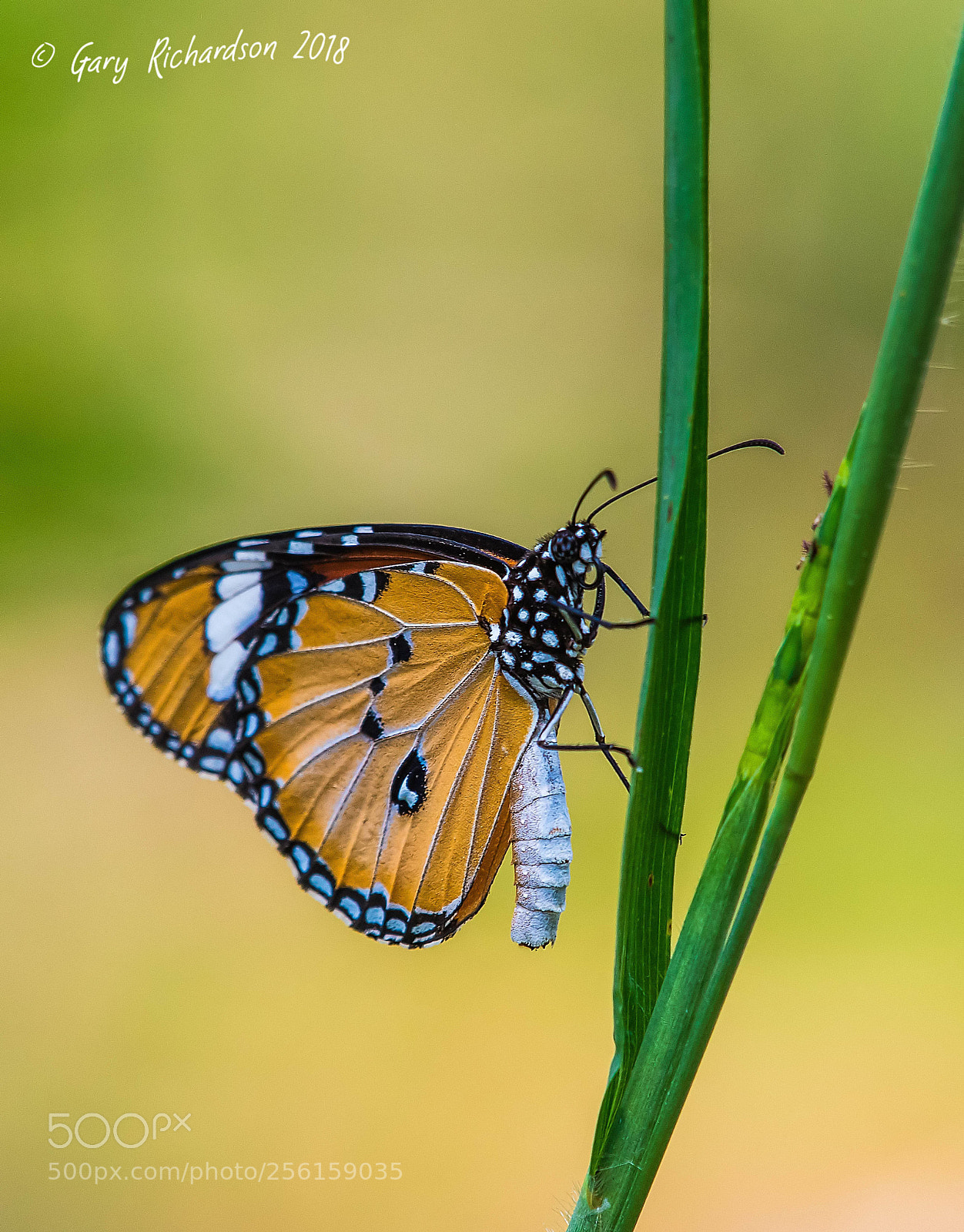 Nikon D500 sample photo. Plain tiger pak chong photography