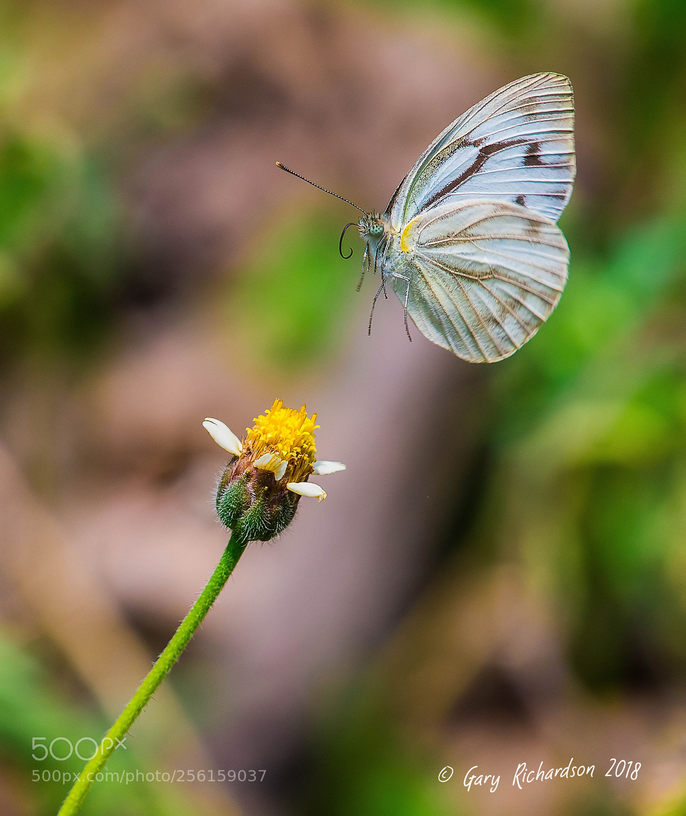 Nikon D500 sample photo. Striped albatross pak chong photography