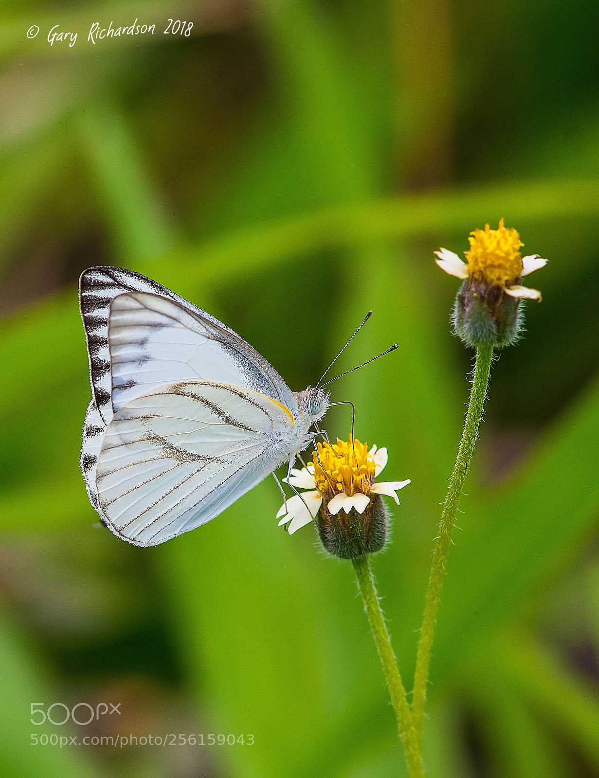 Nikon D500 sample photo. Striped albatross pak chong photography