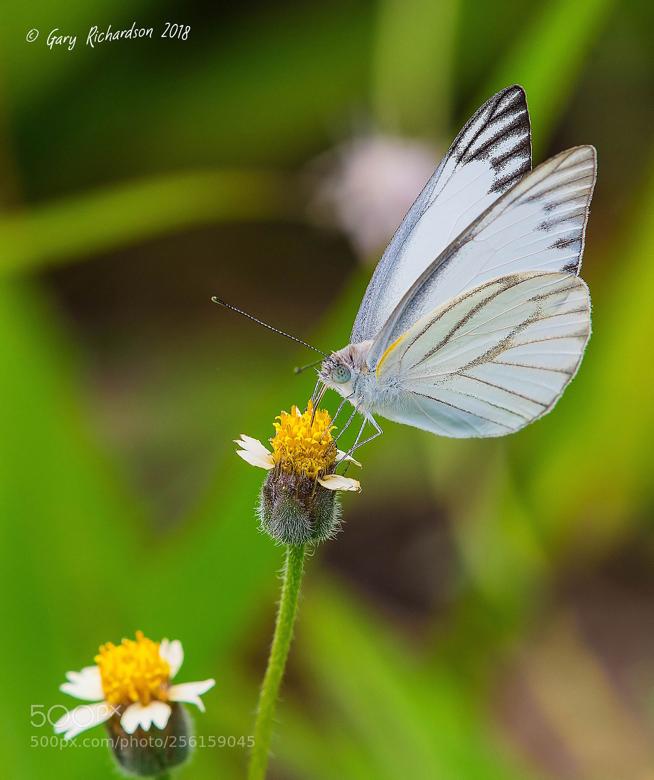 Nikon D500 sample photo. Striped albatross pak chong photography