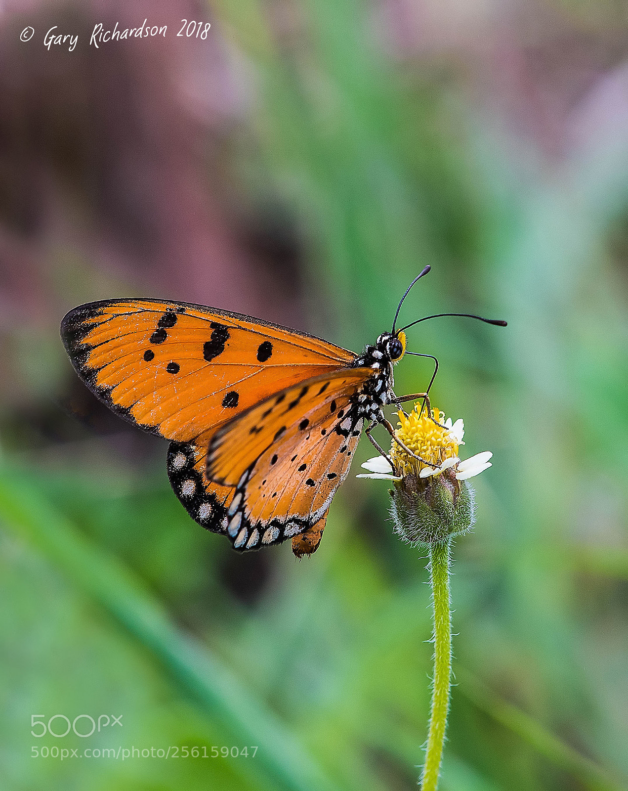 Nikon D500 sample photo. Tawny coster pak chong photography
