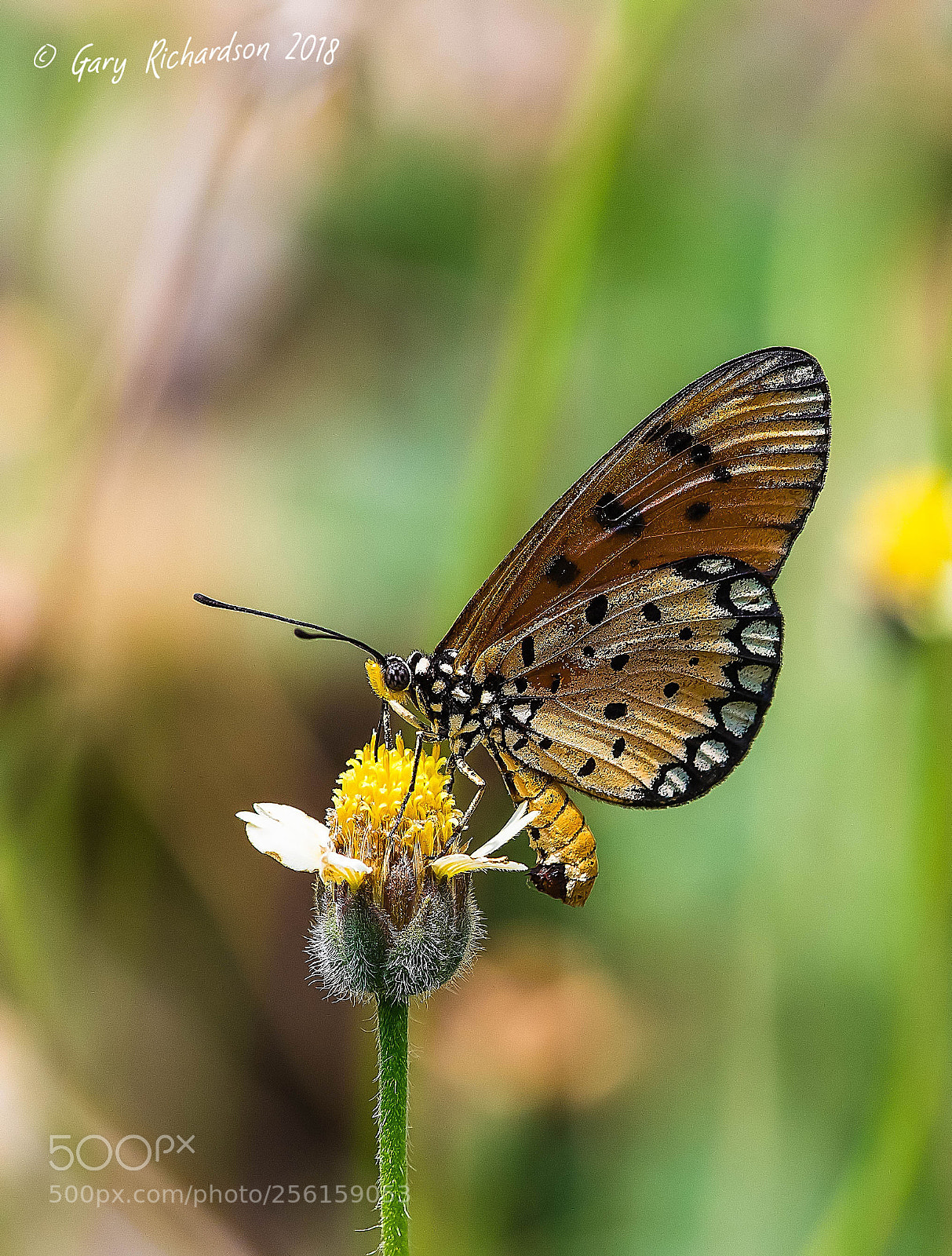 Nikon D500 sample photo. Tawny coster pak chong photography