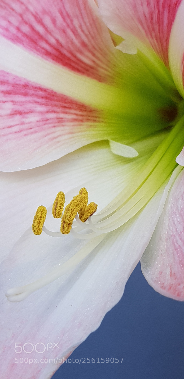 Samsung Galaxy S8 sample photo. Amaryllis flower photography
