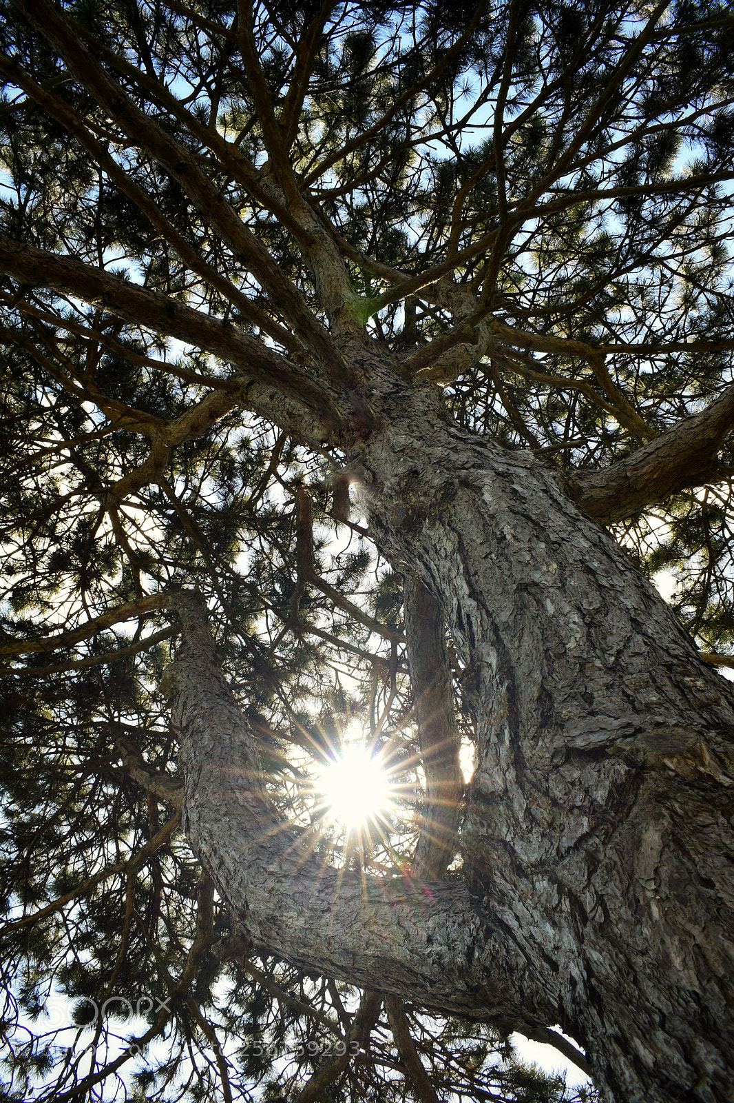 Nikon D5300 sample photo. Canopy photography
