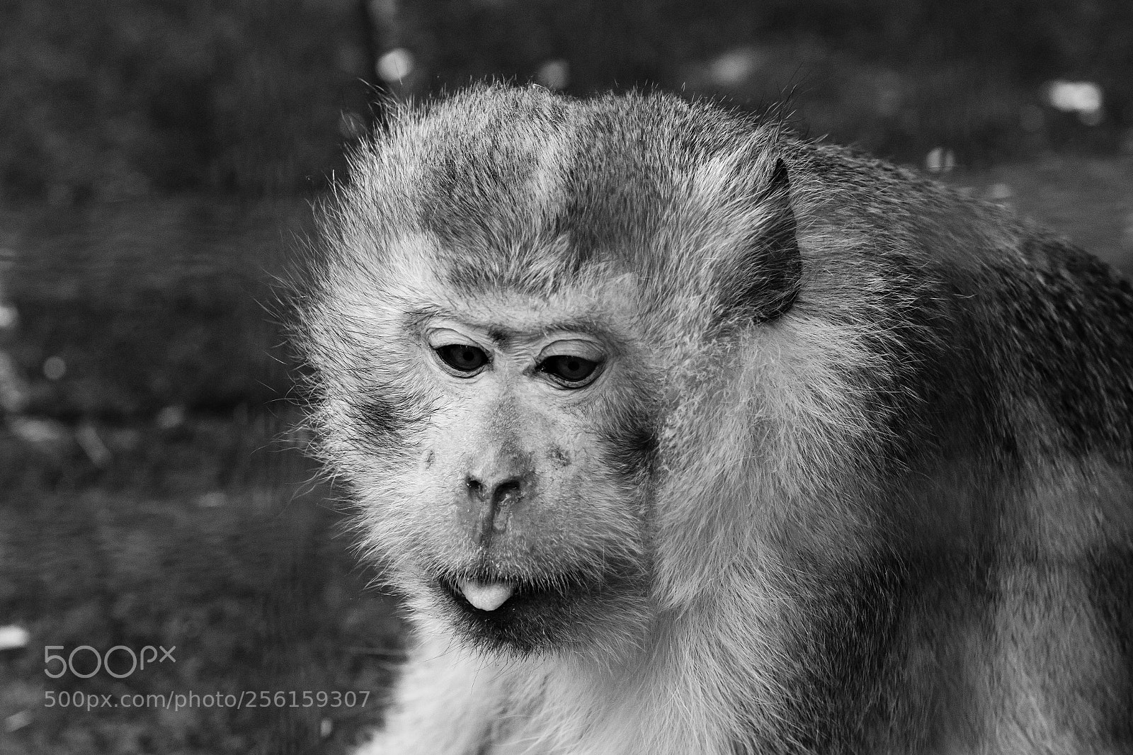 Canon EOS 7D Mark II sample photo. Monkey photography