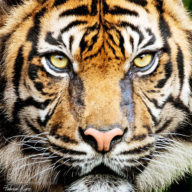 Nikon D7100 sample photo. Tigre photography