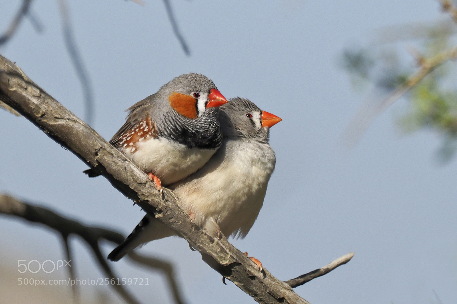 Olympus OM-D E-M1 Mark II sample photo. Love birds photography