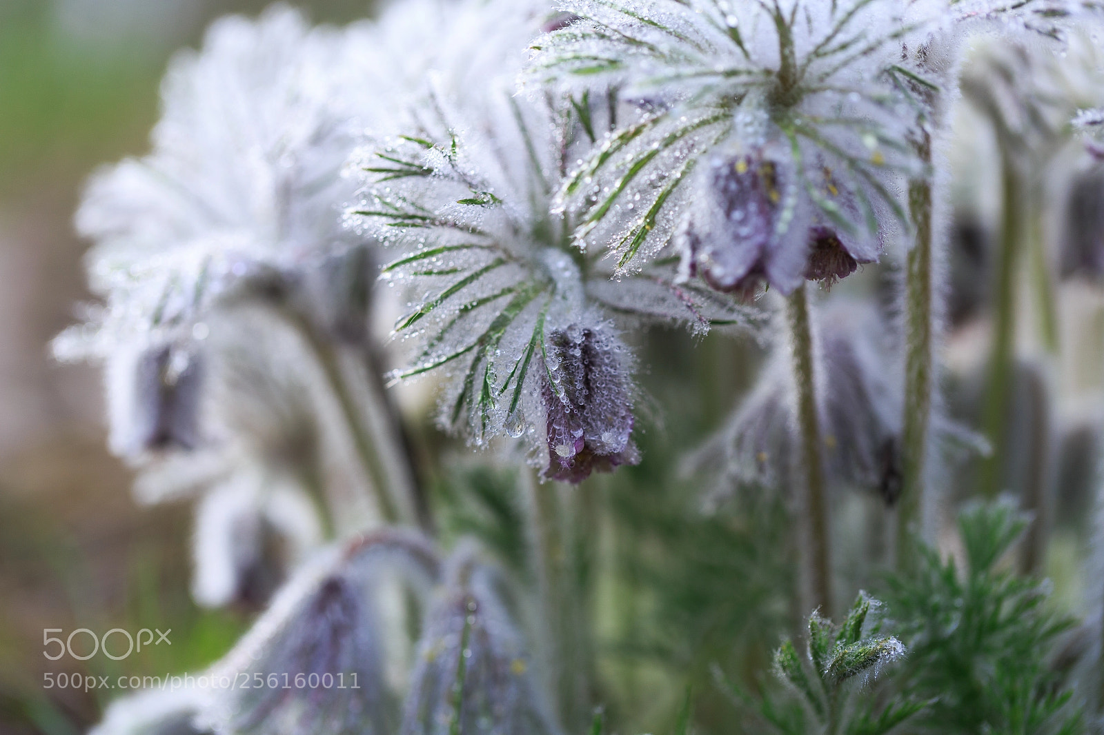 Canon EOS 6D sample photo. Pulsatilla photography
