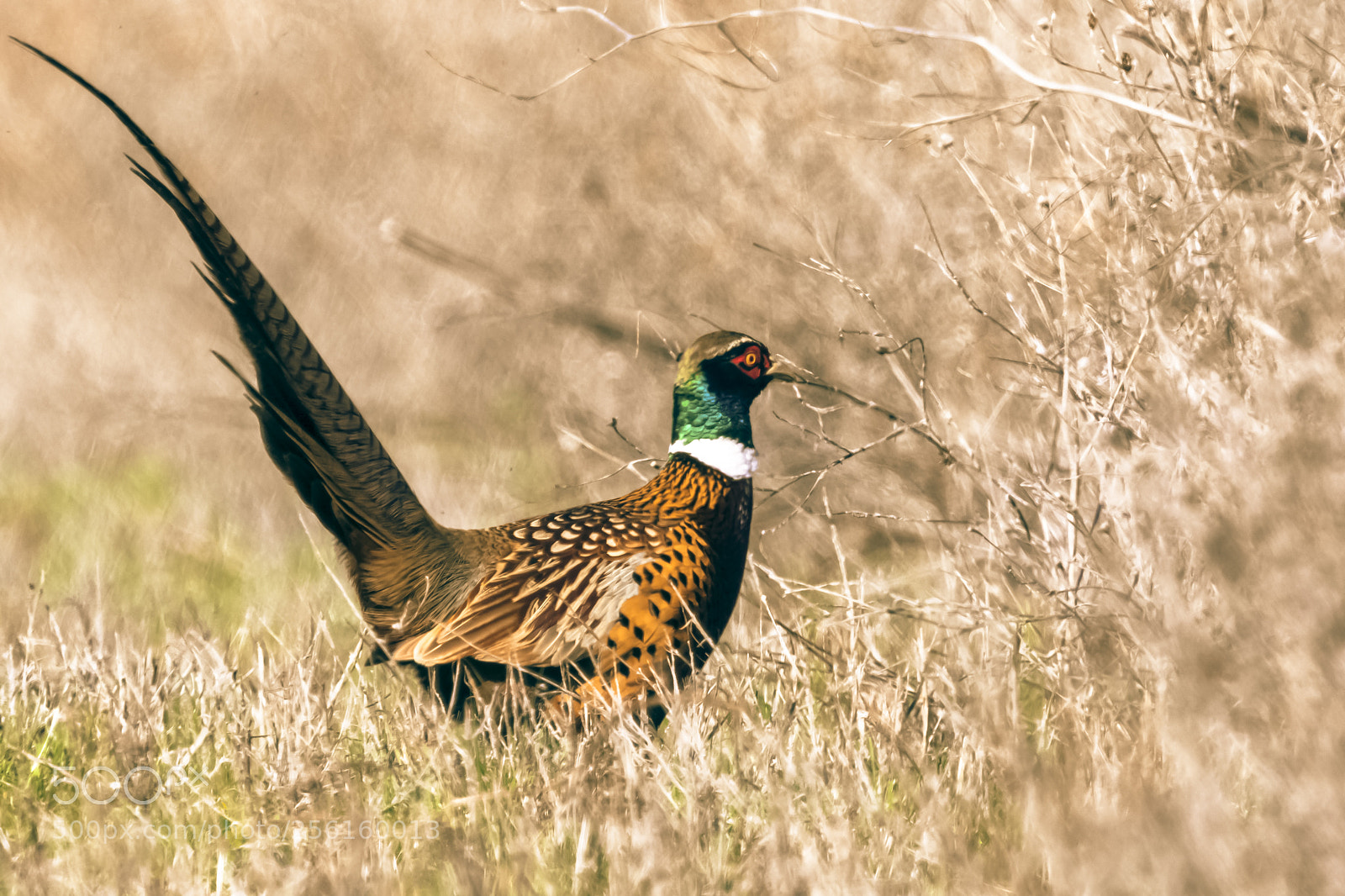 Canon EOS 7D Mark II sample photo. Ring necked pheasant photography