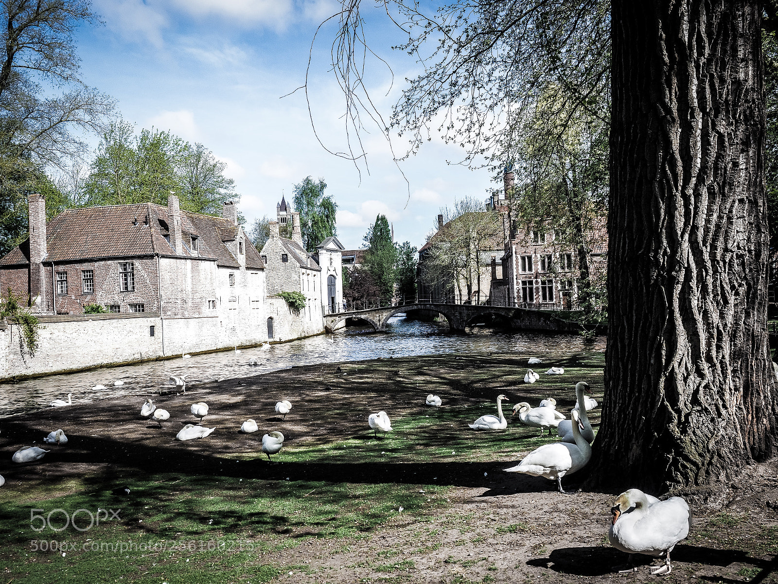 Olympus OM-D E-M1 Mark II sample photo. It s a swans photography
