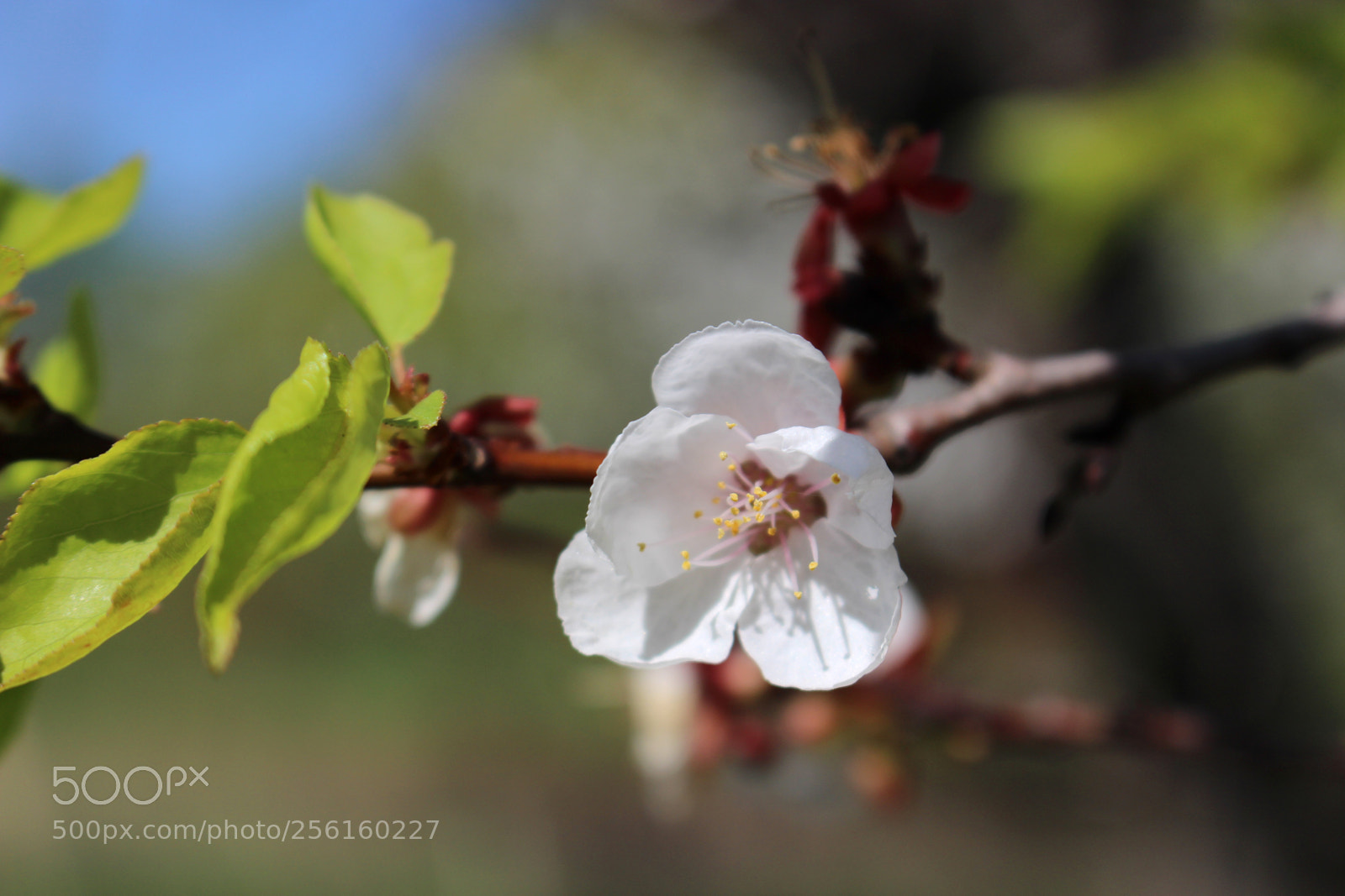 Canon EOS 700D (EOS Rebel T5i / EOS Kiss X7i) sample photo. Spring flowering: apricot photography