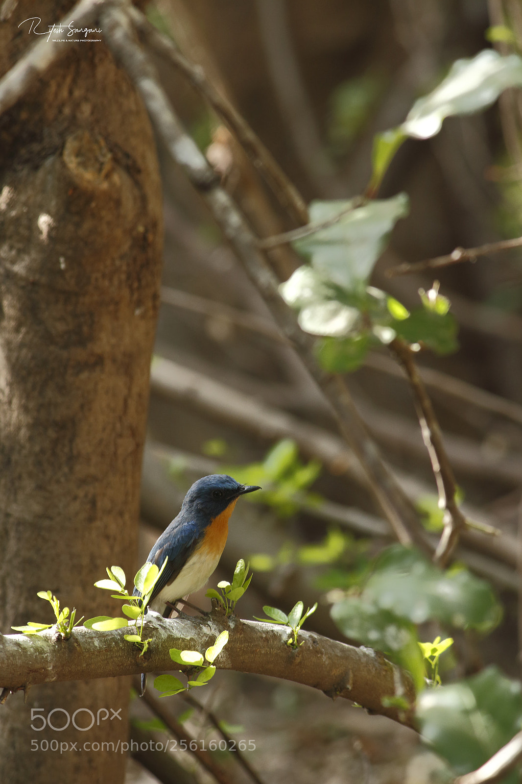 Canon EOS 700D (EOS Rebel T5i / EOS Kiss X7i) sample photo. In it's habitat.....! photography