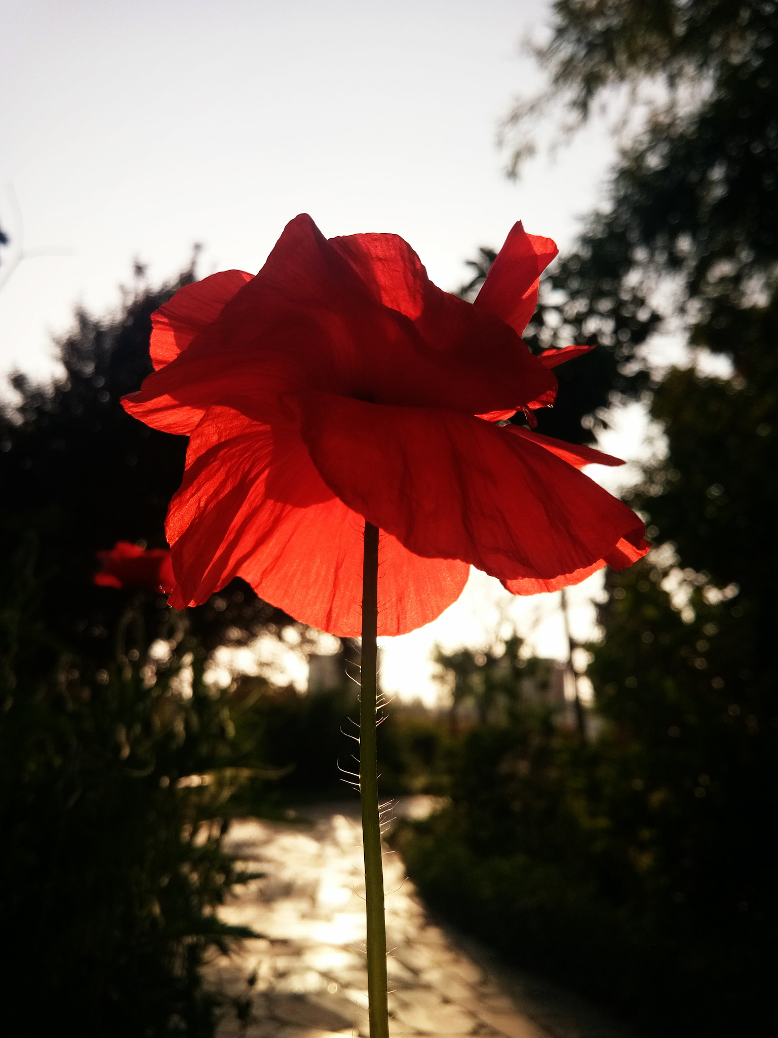 vivo PD1612 sample photo