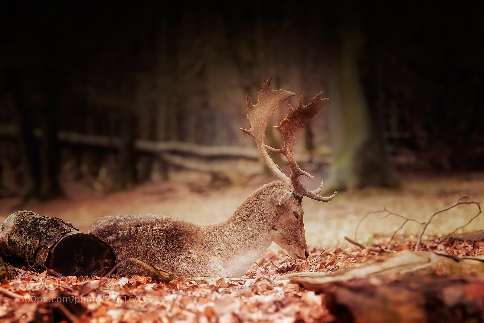 Canon EOS 60D sample photo. Oh deer photography