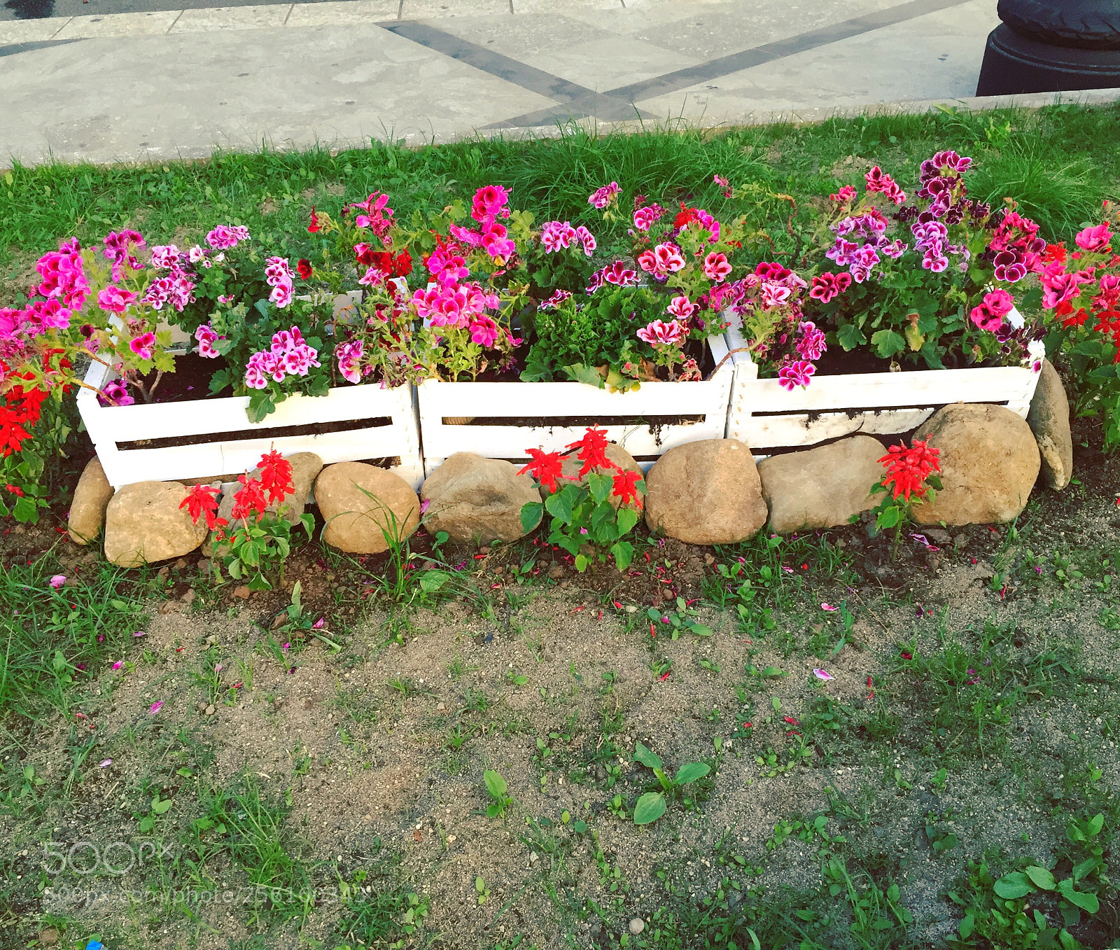 Apple iPhone 6 sample photo. Fiori in cassetta! photography