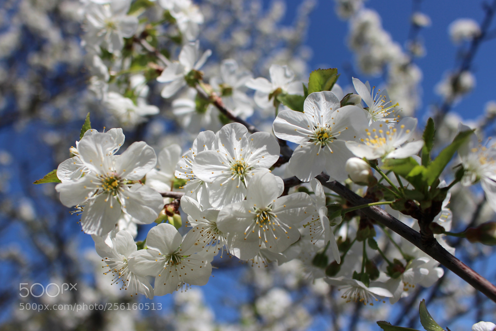 Canon EOS 700D (EOS Rebel T5i / EOS Kiss X7i) sample photo. Spring blossom: cherry photography