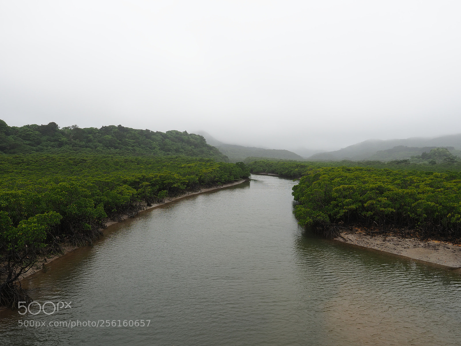 Olympus OM-D E-M1 Mark II sample photo. Mangrove forest photography