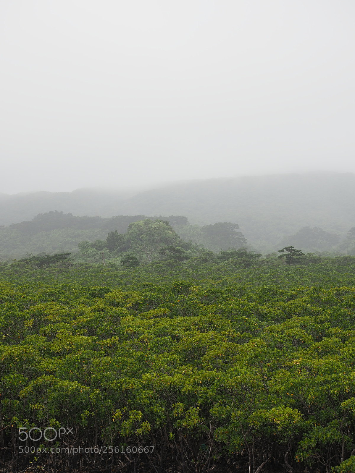 Olympus OM-D E-M1 Mark II sample photo. Mangrove forest photography