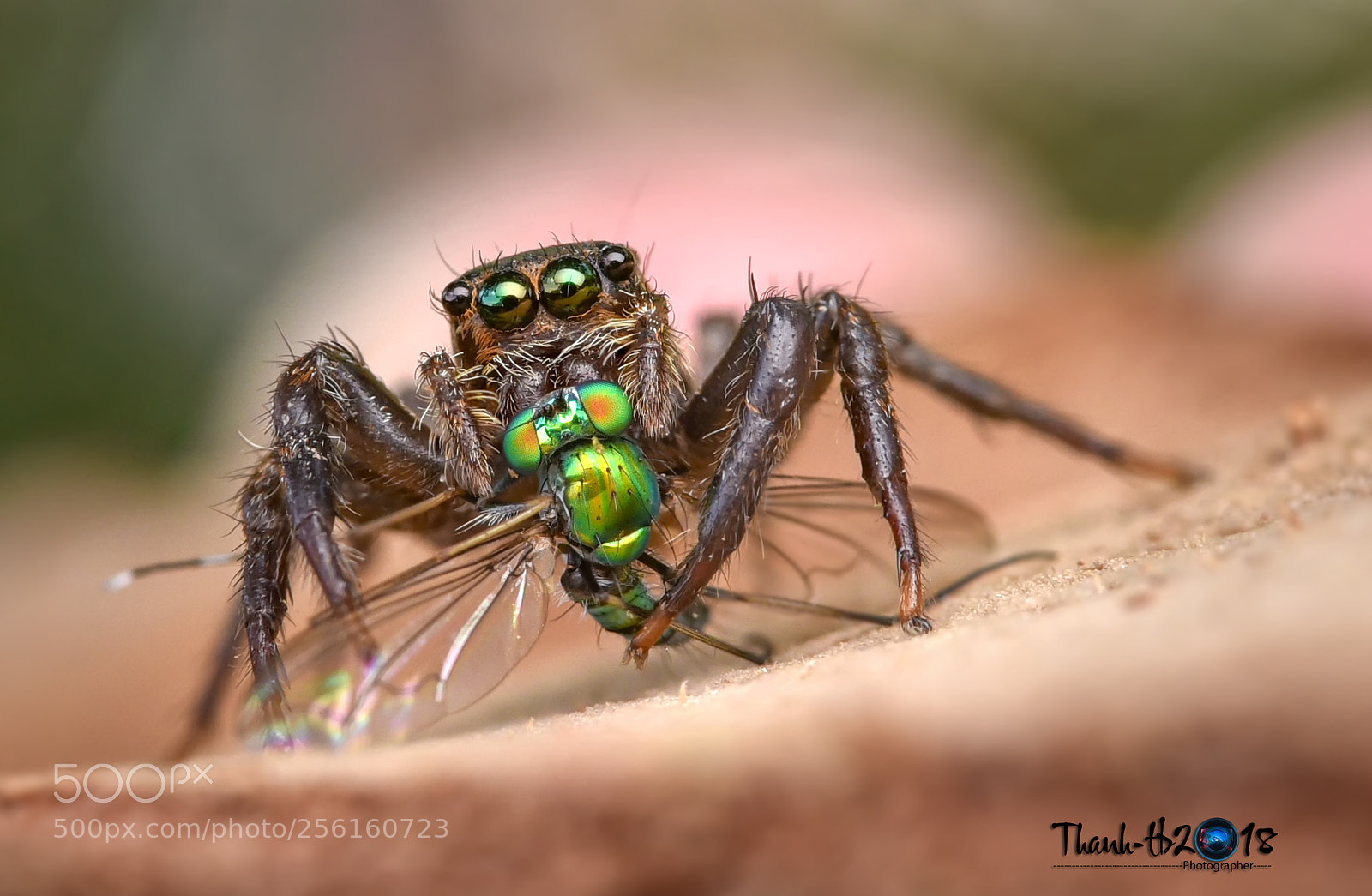 Nikon D750 sample photo. Spider photography