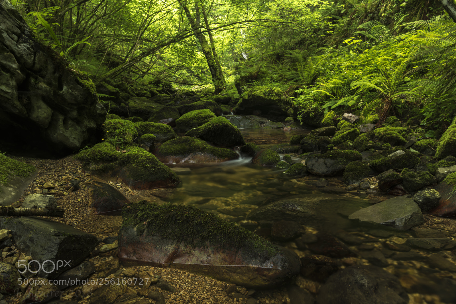 Nikon D750 sample photo. Spring streams photography